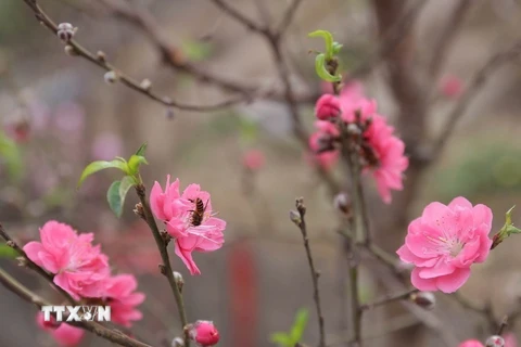 Bích đào là cây đào có hoa màu hồng đậm tươi sáng. Mỗi bông có nhiều lớp cánh. (Ảnh: TTXVN)