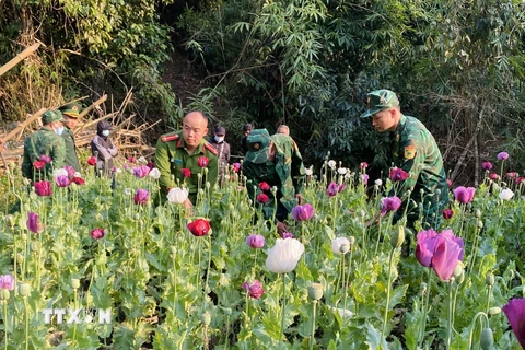 Lực lượng chức năng tiến hành phá nhổ toàn bộ cây thuốc phiện được trồng trái phép tại bản Huổi Po, xã Na Cô Sa. (Ảnh: TTXVN phát)