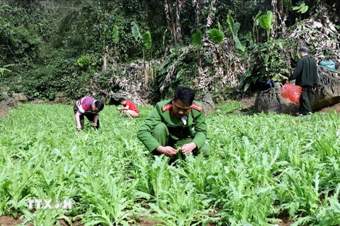 Diện tích cây thuốc phiện trồng trái phép bị Công an tỉnh Lạng Sơn phát hiện, phá nhổ để tiêu hủy. (Ảnh: TTXVN phát)