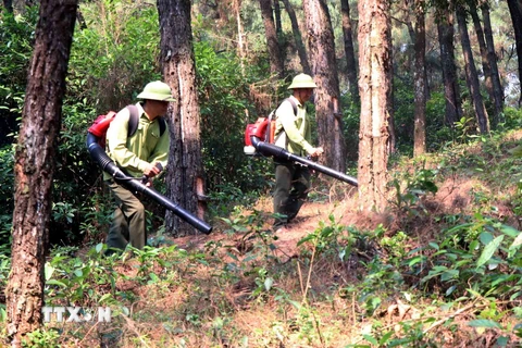 Lực lượng kiểm lâm dọn đường băng cản lửa phòng chống cháy rừng. (Ảnh minh họa: Công Tường/TTXVN)