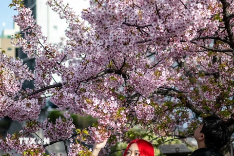 Người dân chiêm ngưỡng vẻ đẹp hoa anh đào tại Tokyo, Nhật Bản, ngày 11/3. (Ảnh: AFP/TTXVN)