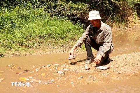 Người dân kiểm tra các loại cá chết ở khe Rào Trường, xã Vĩnh Hà, huyện Vĩnh Linh, tỉnh Quảng Trị. (Ảnh: Nguyên Lý/TTXVN)