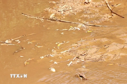 Nhiều loài cá bị chết ở khe Rào Trường, xã Vĩnh Hà, huyện Vĩnh Linh, tỉnh Quảng Trị. (Ảnh: Nguyên Lý/TTXVN)