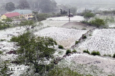 Trận mưa đá tại xã Lóng Luông, huyện Vân Hồ gây thiệt hại lớn đến hoa màu của nhân dân. (Ảnh: TTXVN phát)