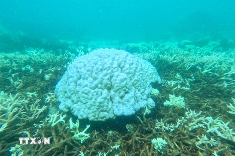 Hiện tượng tẩy trắng san hô được kích hoạt bởi tình trạng bất thường về nhiệt độ nước khiến san hô trục xuất các loại tảo đầy màu sắc sống trong các mô của chúng và làm màu sắc rực rỡ của san hô biến mất. (Ảnh: Ban Quản lý Vườn Quốc gia Côn Đảo/TTXVN phát)