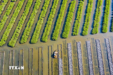 Rừng ngập mặn bàu Cá Cái, xã Bình Thuận (Bình Sơn, Quảng Ngãi) được phục hồi từ năm 2015. (Ảnh: TTXVN phát)