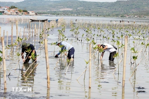 Chăm sóc cây rừng ngập mặn ở đầm Ô Loan, tỉnh Phú Yên. (Ảnh: Xuân Triệu/TTXVN)