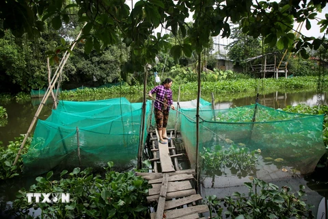 Người dân xã Phước Chỉ, thị xã Trảng Bàng, tỉnh Tây Ninh nuôi cá ven sông Vàm Cỏ Đông trắng tay vì nguồn nước ô nhiễm. (Ảnh: Giang Phương/TTXVN)