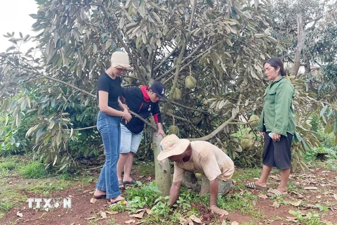 Nông dân cùng cán bộ thôn, buôn kiểm tra gốc rễ và tìm giải pháp khắc phục thiệt hại do mưa lớn kèm lốc xoáy. (Ảnh: TTXVN phát)