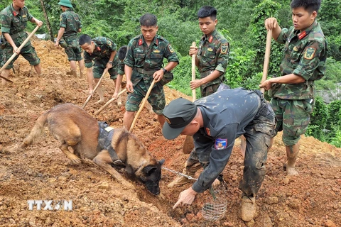 Chó nghiệp vụ được sử dụng để tìm kiếm vị trí nạn nhân bị vùi lấp. (Ảnh: Đức Thọ/TTXVN)