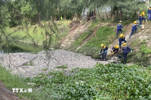 Công nhân thu dọn cá chết trên tuyến kênh thoát nước tại phường Hòa Minh. (Ảnh: TTXVN phát)