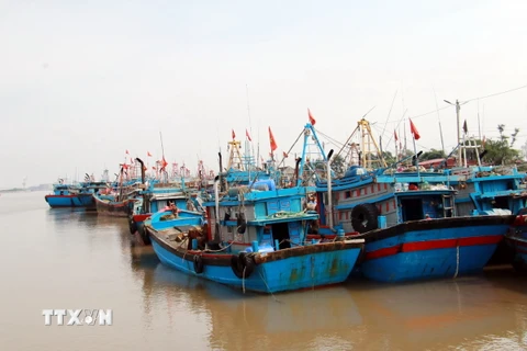 Khu neo đậu tàu thuyền tại cảng Thành Vui (Hải Hậu, Nam Định). (Ảnh: Nguyễn Lành/TTXVN)