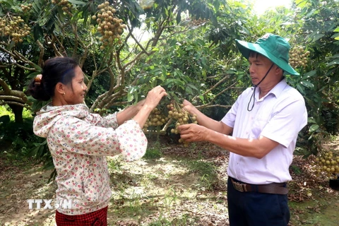 Các thành viên của Hợp tác xã cây ăn quả đặc sản Quyết Thắng, xã Tân Hưng, thành phố Hưng Yên chăm sóc những công đoạn cuối cùng để chuẩn bị cho vụ thu hoạch nhãn. (Ảnh: Mai Ngoan/TTXVN)