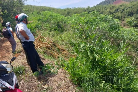 Ngành chức năng huyện Đắk Glong và chính quyền địa phương đã phá bỏ cây trồng trên đất lấn, chiếm trái phép; buộc khôi phục lại tình trạng ban đầu của đất trước khi vi phạm. (Nguồn: Báo Đắk Nông)