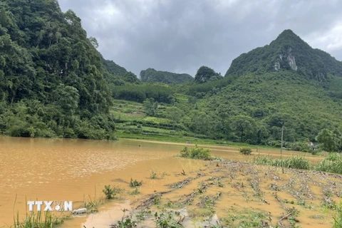 Mưa lớn làm ngập úng nhiều diện tích lúa ở huyện Hà Quảng, tỉnh Cao Bằng. (Ảnh: TTXVN phát)