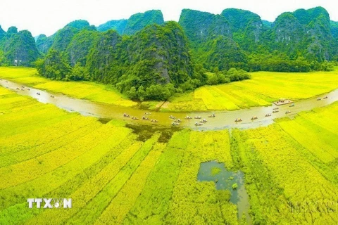 Dòng Ngô Đồng vàng rực đón du khách trong và ngoài nước về tham quan Tam Cốc-Bích Động (thuộc Quần thể Danh thắng Tràng An). (Ảnh: Minh Đức/TTXVN)