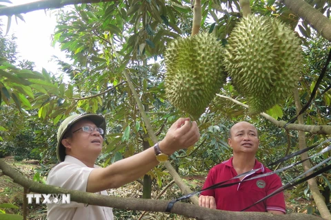 Vườn sầu riêng trong vùng quy hoạch tại huyện Đăk Hà, tỉnh Kon Tum, mang lại lợi nhuận khoảng gần 1 tỷ đồng/ha. (Ảnh: Dư Toán/TTXVN)