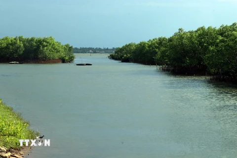 Khu rừng ngập mặn trên phá Tam Giang-Cầu Hai ở xã Phú Diên, huyện Phú Vang, tỉnh Thừa Thiên-Huế. (Ảnh: Đỗ Trưởng/TTXVN)