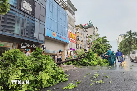 Cây đổ trên phố Tân Mai (quận Hoàng Mai) được lực lượng chức năng dọn dẹp, thu gom. (Ảnh: Thanh Tùng/TTXVN)