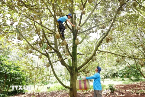 Nông dân huyện Krông Pắc - 'thủ phủ' sầu riêng của tỉnh Đắk Lắk thu hoạch sầu riêng năm 2024. (Ảnh: Hoài Thu/TTXVN)