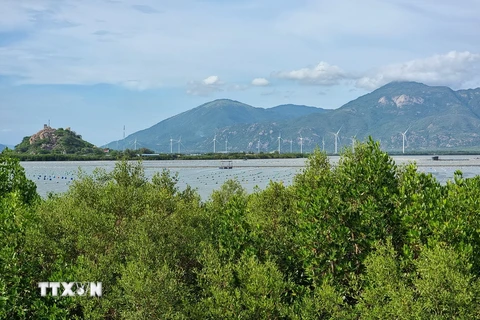 Rừng ngập mặn khu vực biển Đầm Nại (huyện Ninh Hải, Ninh Thuận) góp phần phục hồi hệ sinh thái, ứng phó biến đổi khí hậu. (Ảnh: Nguyễn Thành/TTXVN)