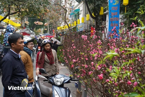 Chợ hoa Hàng Lược (Hà Nội) vẫn tấp nập những ngày cận Tết nhưng khách hàng chỉ ngắm chứ không mua. (Ảnh: Việt Anh/Vietnam+)