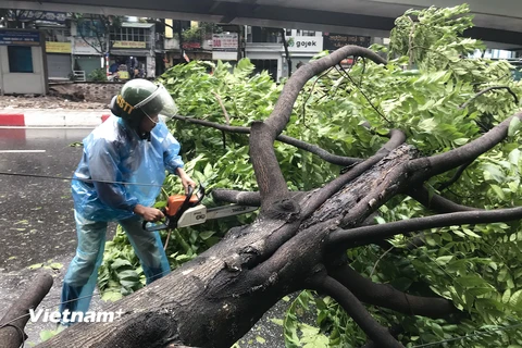 Cây xanh đổ la liệt, người dân Thủ đô 'điêu đứng' vì ảnh hưởng của siêu bão Yagi