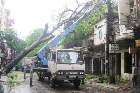 Hà Nội: Cây cổ thụ bật gốc đổ thẳng vào nhà dân ven đường