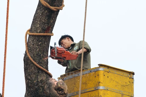 Hà Nội yêu cầu Sở Xây dựng công khai việc chặt, thay thế cây xanh 