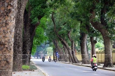 Thanh tra Hà Nội công bố các sai phạm trong vụ chặt, thay thế cây xanh