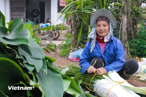 Từ nhiều năm nay, lá dong đã trở thành thương hiệu của Tràng Cát (Ảnh: PV/Vietnam+) 