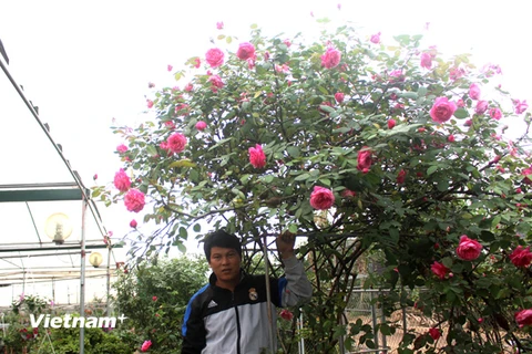 Anh Tuyên bên cây hồng cổ Sapa quý hiếm của mình (Ảnh: Phan Xâm/Vietnam+) 