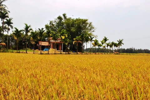 Một góc làng quê Tam Kỳ (Ảnh: Nguyễn Ngọc Điện/UN-Habitat) 