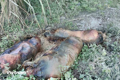 Xác lợn chết bị vứt dọc quốc lộ 4A đang trong tình trạng phân hủy mạnh (Ảnh: Việt Hòa/Vietnam+) 