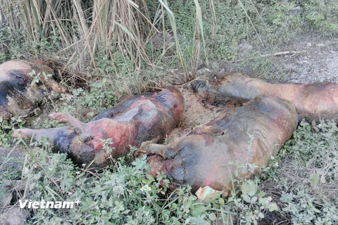 Xác lợn chết bị vứt dọc quốc lộ 4A đang trong tình trạng phân hủy mạnh (Ảnh: Việt Hòa/Vietnam+) 