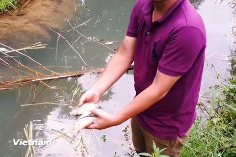 Cá chết bất thường tại ao cá của anh Bùi Văn Thủy (xã Yên Lập, huyện Cao Phong, Hòa Bình) (Ảnh: Võ Phương/Vietnam+) 