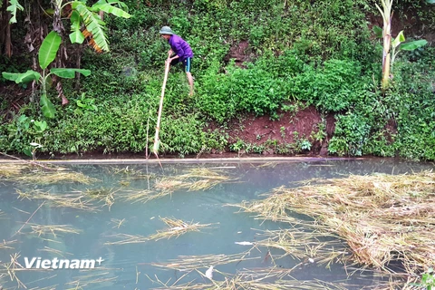 Người dân đi vớt cá chết nổi trên ao (Ảnh: PV/Vietnam+) 