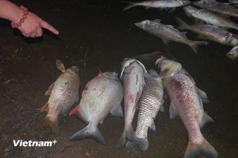 Nhiều cá thể cá rất lớn chết dạt vào bờ hồ Nam Linh Đàm (Ảnh: Sơn Bách/Vietnam+) 
