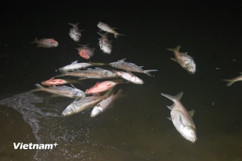 Cá chết hàng loạt ở hồ Nam Linh Đàm (Ảnh: Sơn Bách/Vietnam+) 