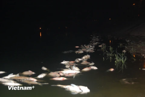 Cá chết nổi và dạt thành dải vào bờ hồ Nam Linh Đàm (Ảnh: Sơn Bách/Vietnam+)
