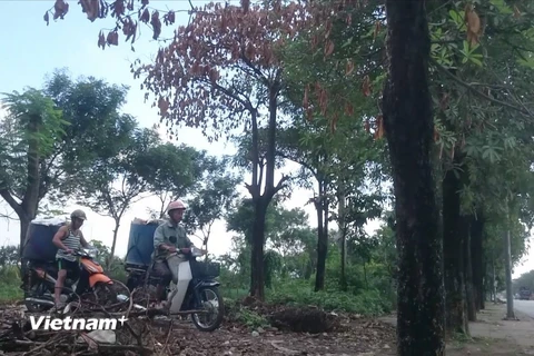 Hai người đàn ông chở xác cá chết ra khỏi khu vực hồ Linh Đàm (Ảnh: PV/Vietnam+) 