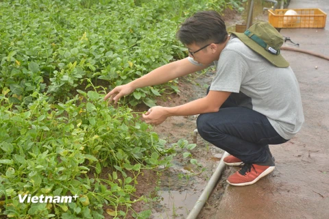 Ông chủ trẻ Lê Gia Long bên những luống rau sạch của mình (Ảnh: PV/Vietnam+) 