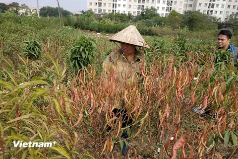 Bà Tuyết xót xa khi vườn đào sắp vào thời điểm đem bán lại bắt đầu cháy lá, héo khô. (Ảnh: Sơn Bách/Vietnam+) 