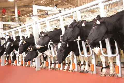 Đàn bò mới của TH đặt nền móng cho gene giống bò ưu tú. (Ảnh: CTV)