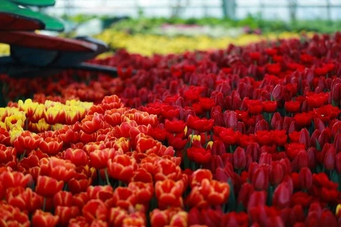 Hoa tulip, biểu tượng tuyệt mỹ của Hà Lan. (Ảnh: CTV)