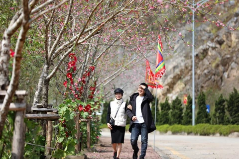 Từ những ngày đầu xuân, con đường Nguyễn Chí Thanh dẫn vào khu du lịch Sun World Fansipan Legend đã được nhuộm hồng trong muôn sắc đào phai đang chen nhau đua nở.