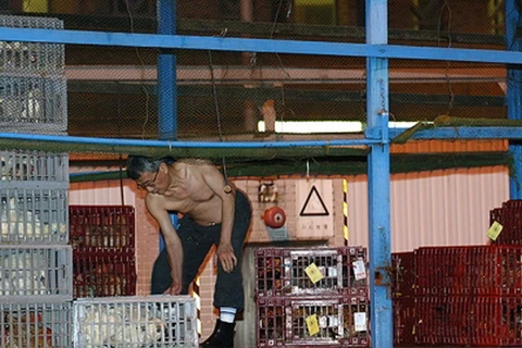 Hong Kong đã cấm nhập khẩu gia cầm từ Thâm Quyến do lo ngại dịch cúm gia cầm H7N9 lan rộng. (Nguồn: scmp.com) 