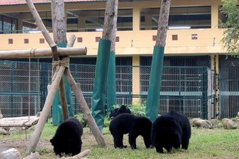 Tổ chức chiến dịch tuyên truyền pháp luật bảo vệ loài gấu 