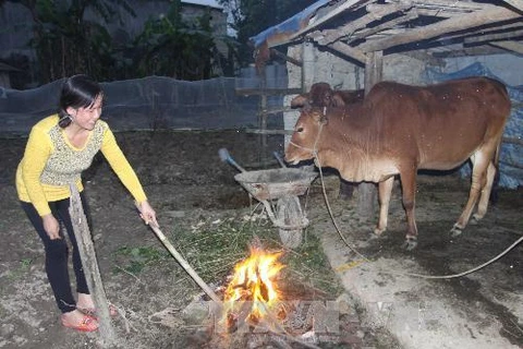 Đốt lửa sưởi ấm cho bò khi nhiệt độ xuống thấp. Ảnh minh họa. (Nguồn: Hồ Cầu/TTXVN)