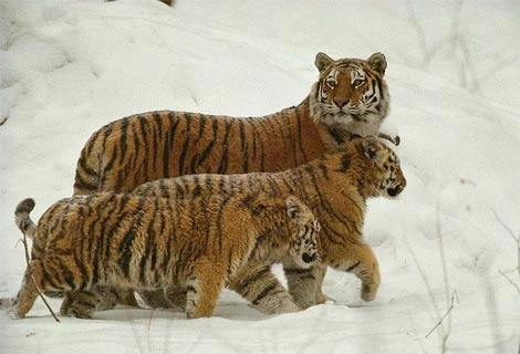 Nga thống kê lại số lượng hổ Amur ở vùng Viễn Đông
